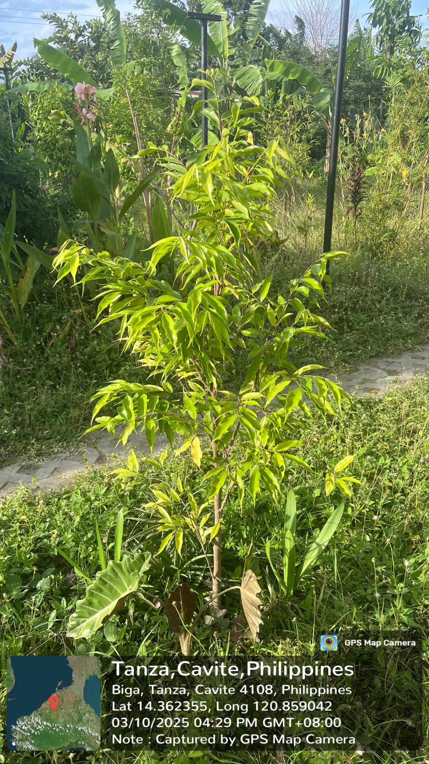 Adopt-A-Tree Program