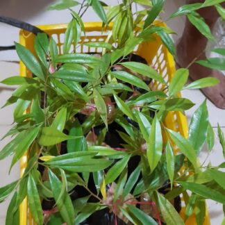 BariOud™ Medium Seedlings Plantation Package